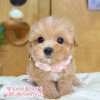 馬爾泰迪-樂芙幼犬寵物犬舍