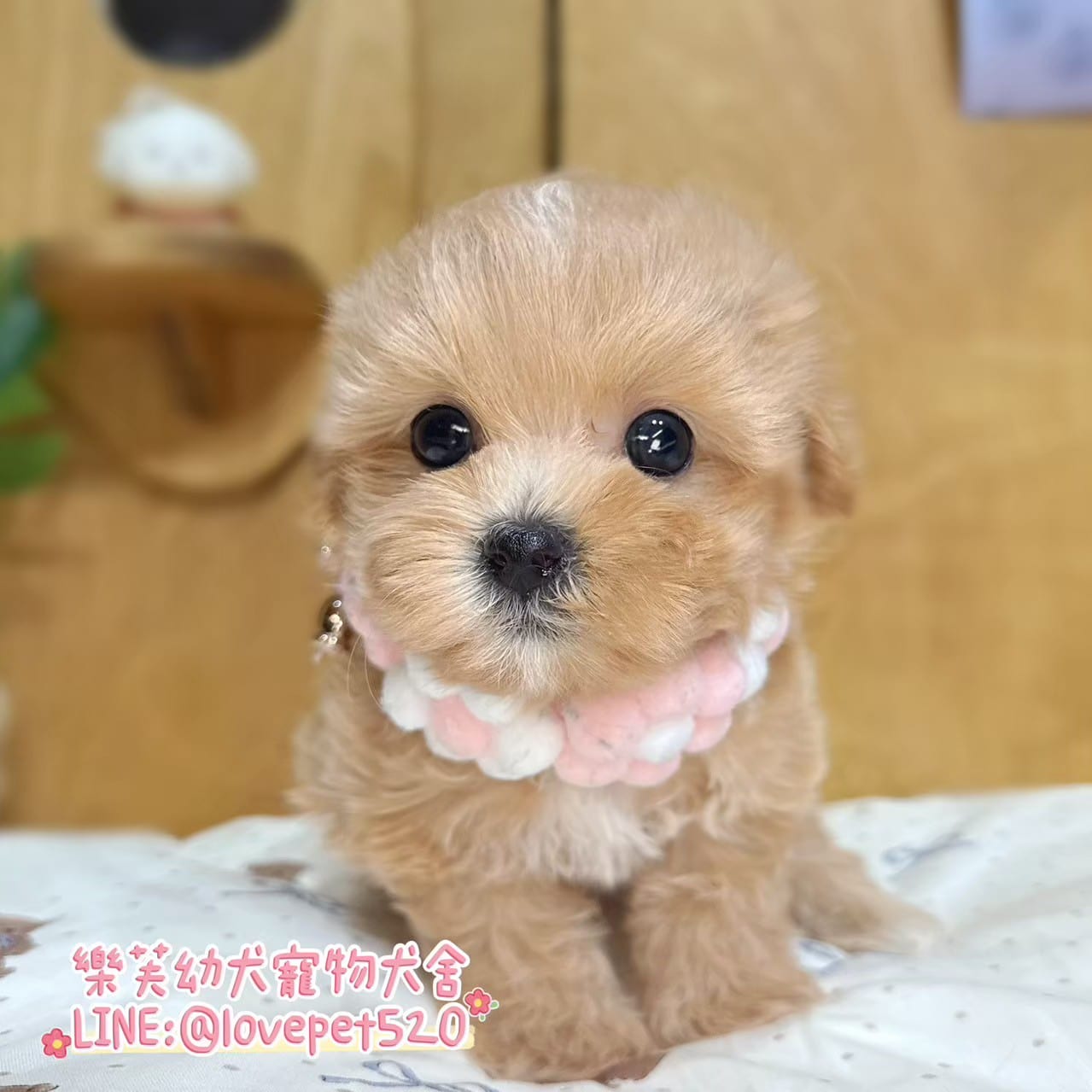 馬爾泰迪-樂芙幼犬寵物犬舍