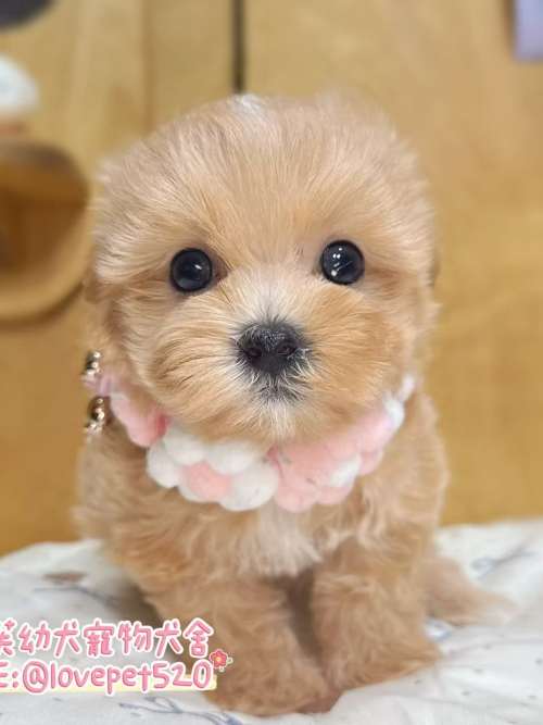 馬爾泰迪-樂芙幼犬寵物犬舍