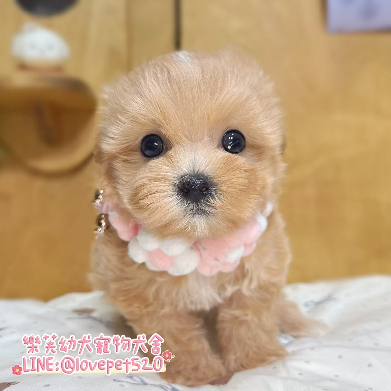 馬爾泰迪-樂芙幼犬寵物犬舍