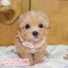 馬爾泰迪-樂芙幼犬寵物犬舍