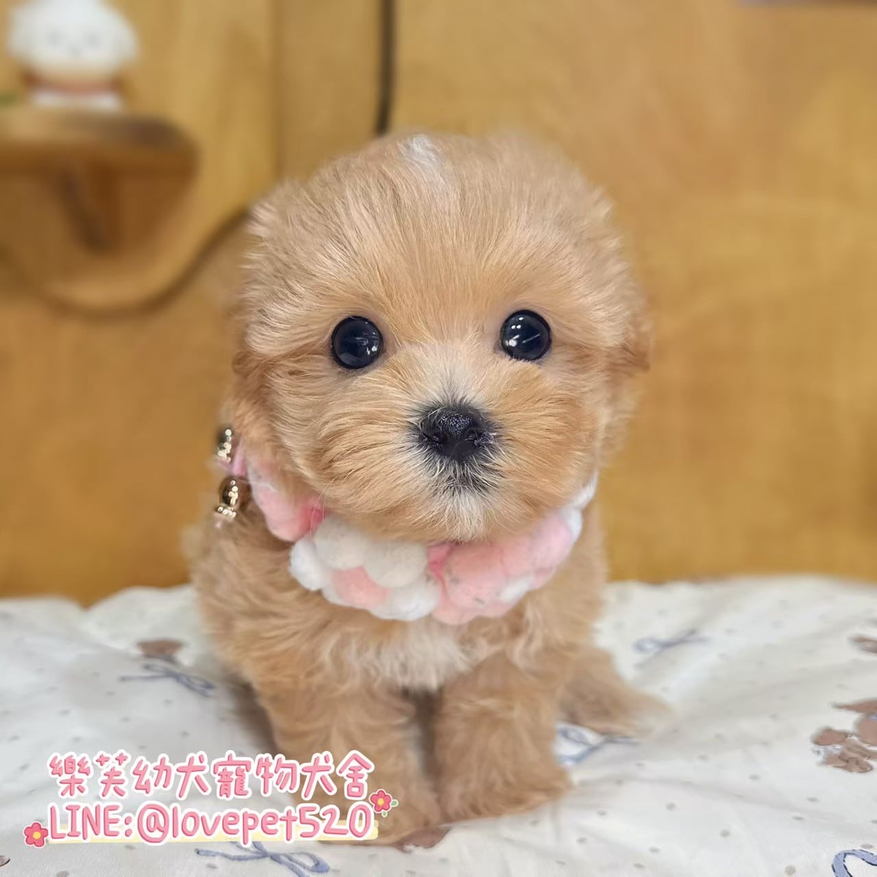 馬爾泰迪-樂芙幼犬寵物犬舍