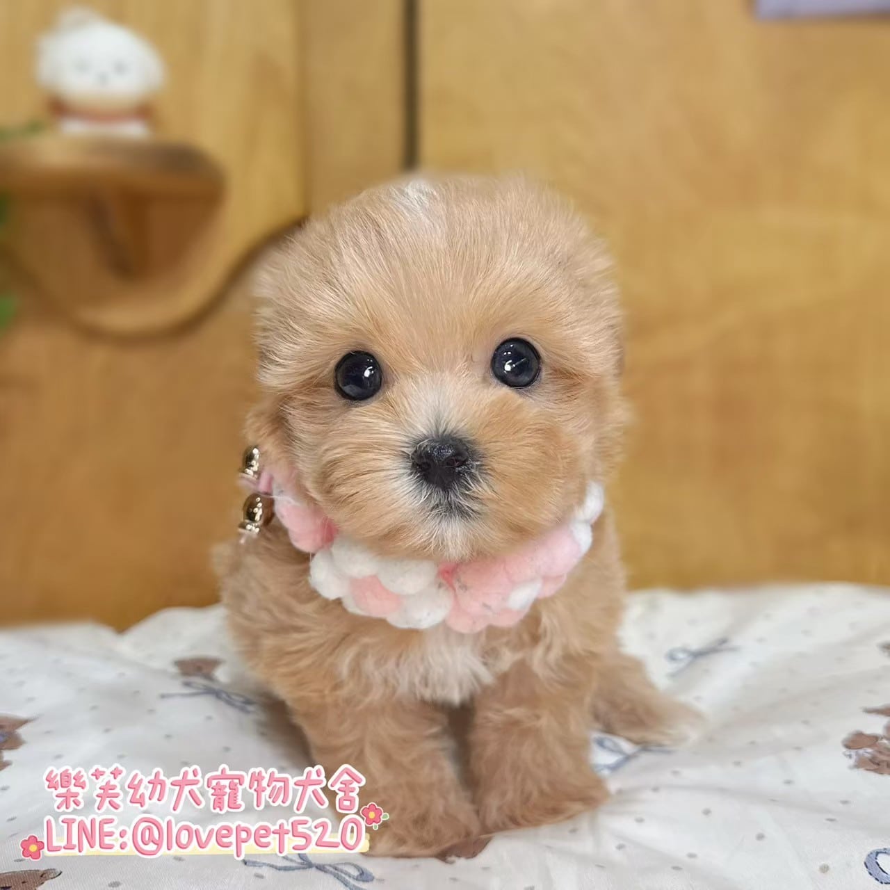 馬爾泰迪-樂芙幼犬寵物犬舍