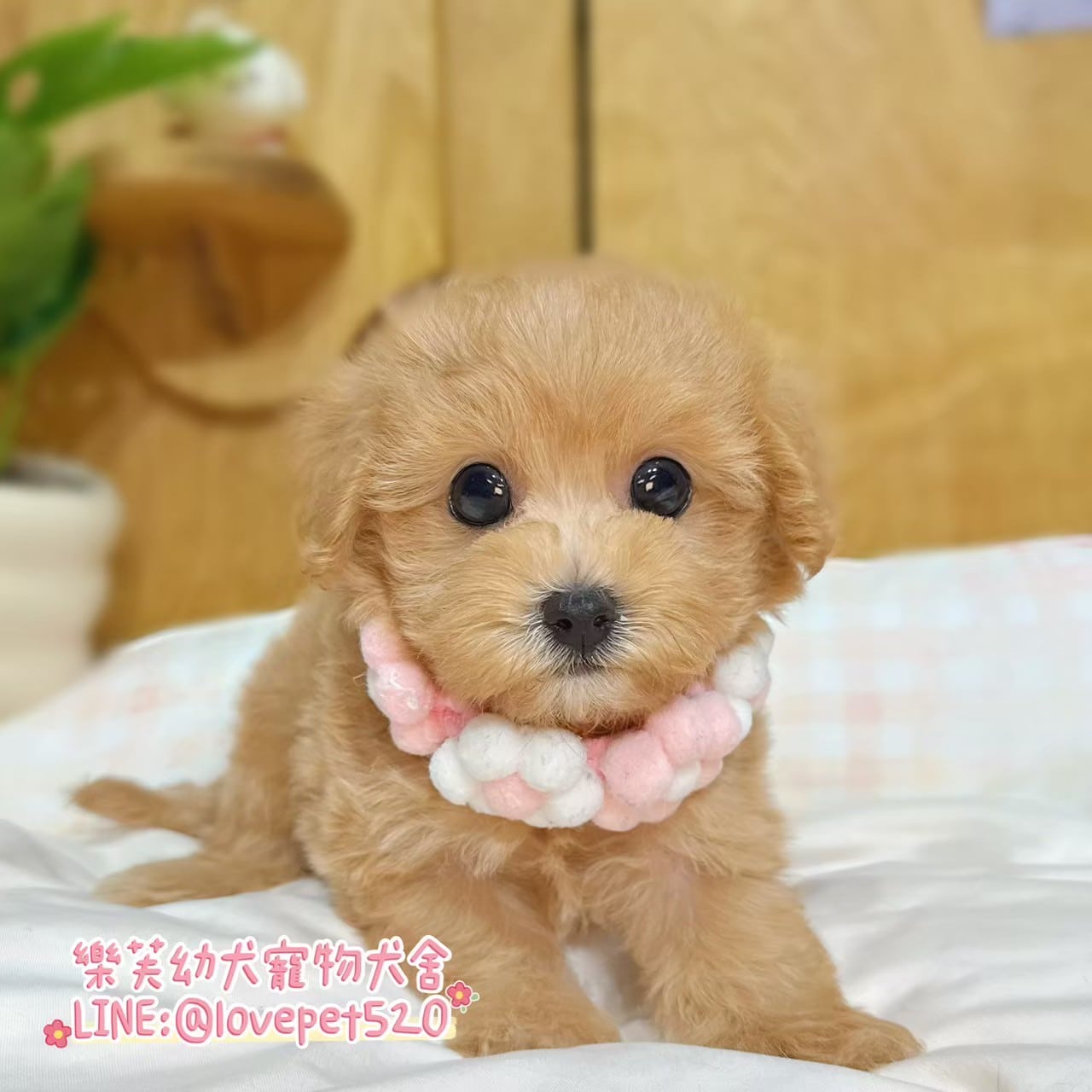馬爾泰迪-樂芙幼犬寵物犬舍
