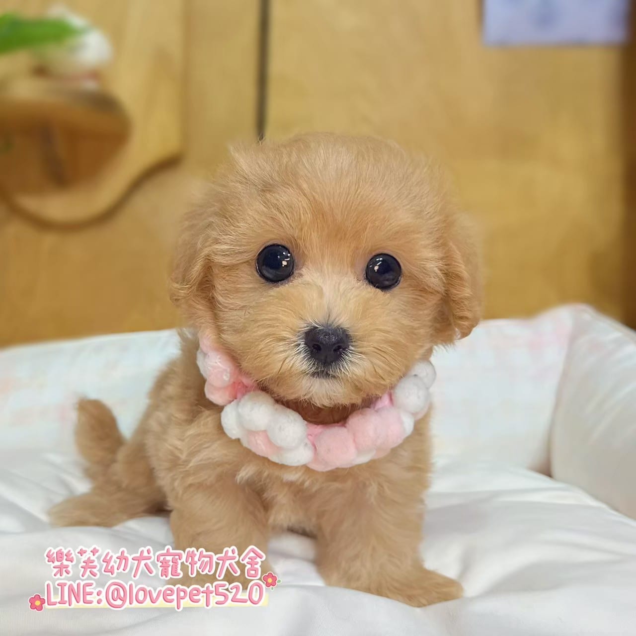 馬爾泰迪-樂芙幼犬寵物犬舍