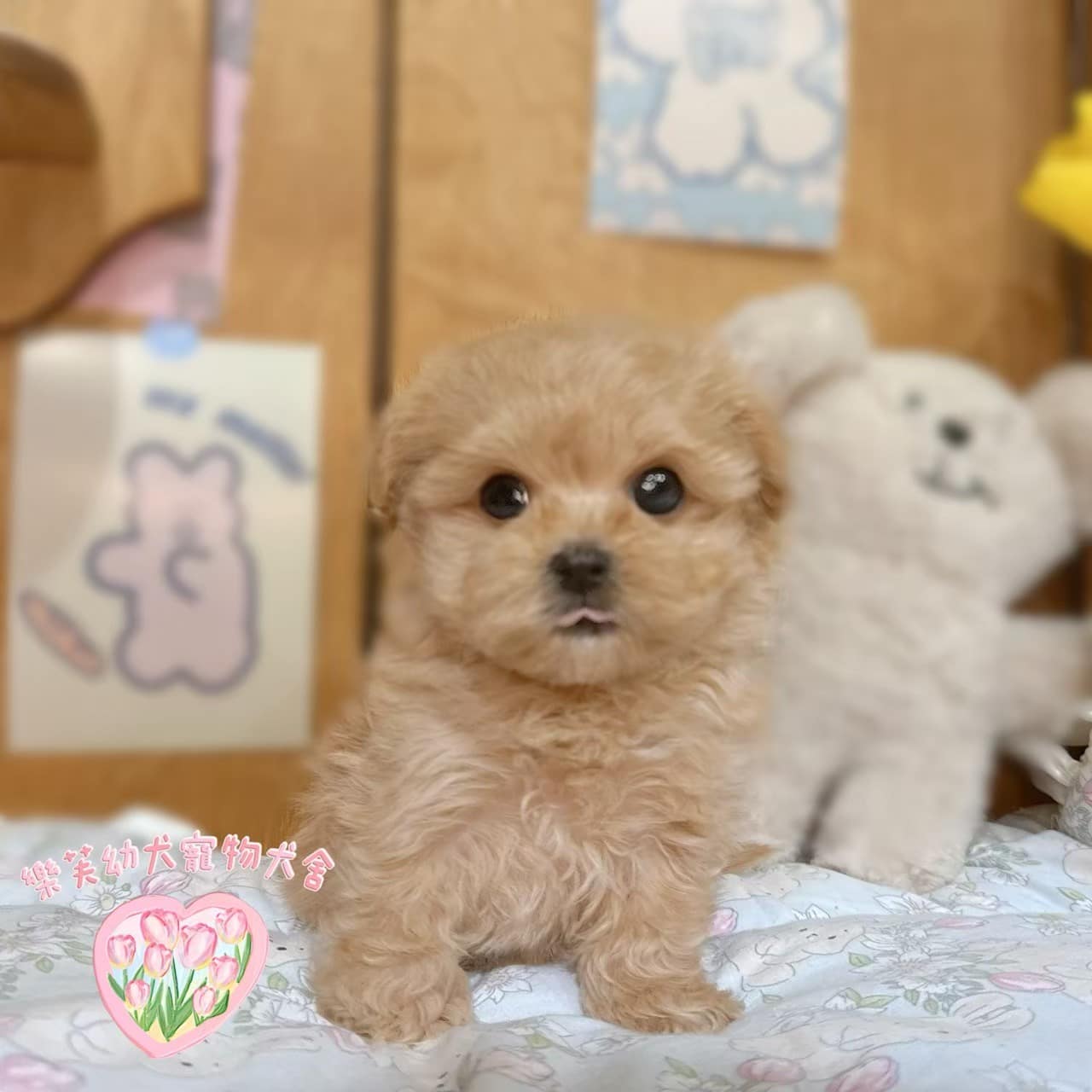 馬爾泰迪-樂芙幼犬寵物犬舍