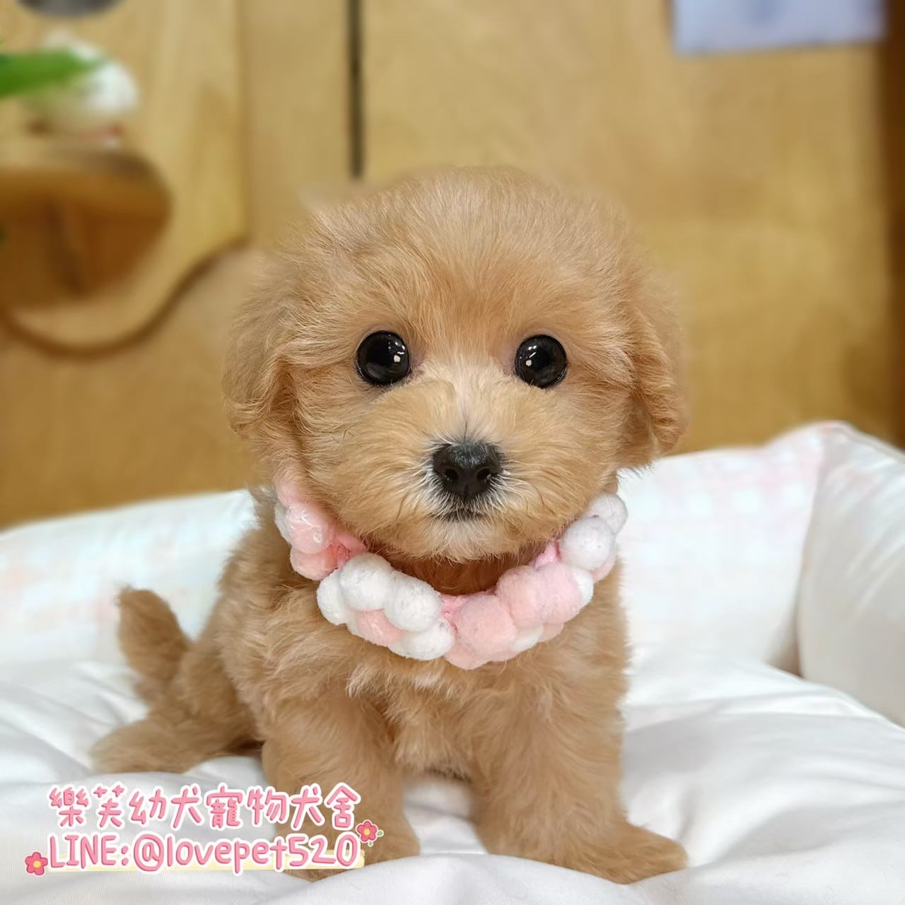 馬爾泰迪-樂芙幼犬寵物犬舍