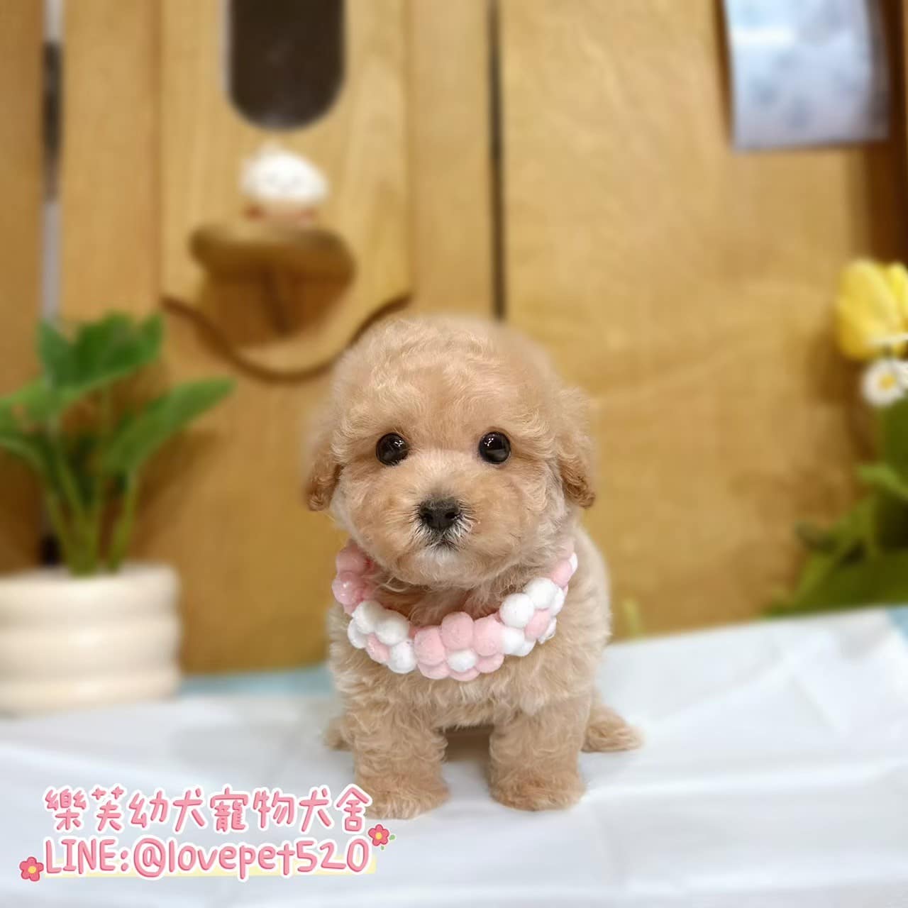 馬爾泰迪-樂芙幼犬寵物犬舍