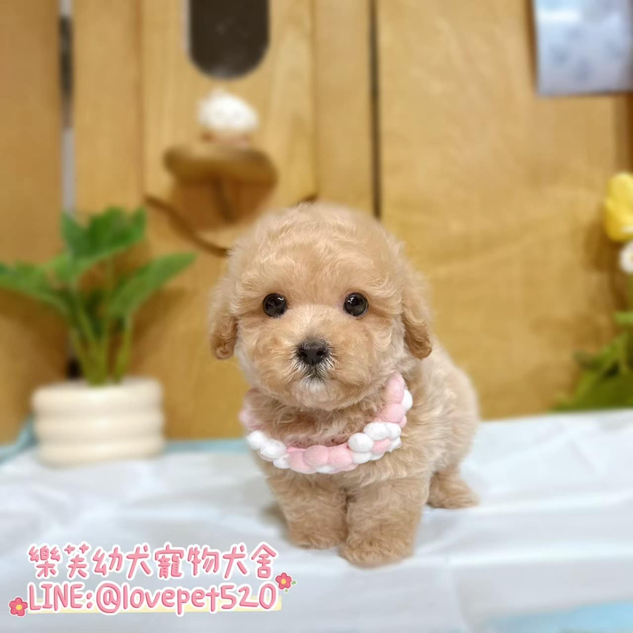 馬爾泰迪-樂芙幼犬寵物犬舍