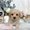 馬爾泰迪-樂芙幼犬寵物犬舍