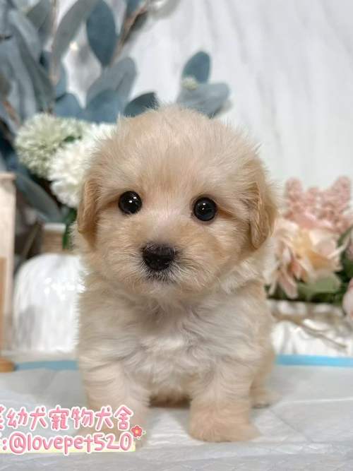 馬爾泰迪-樂芙幼犬寵物犬舍