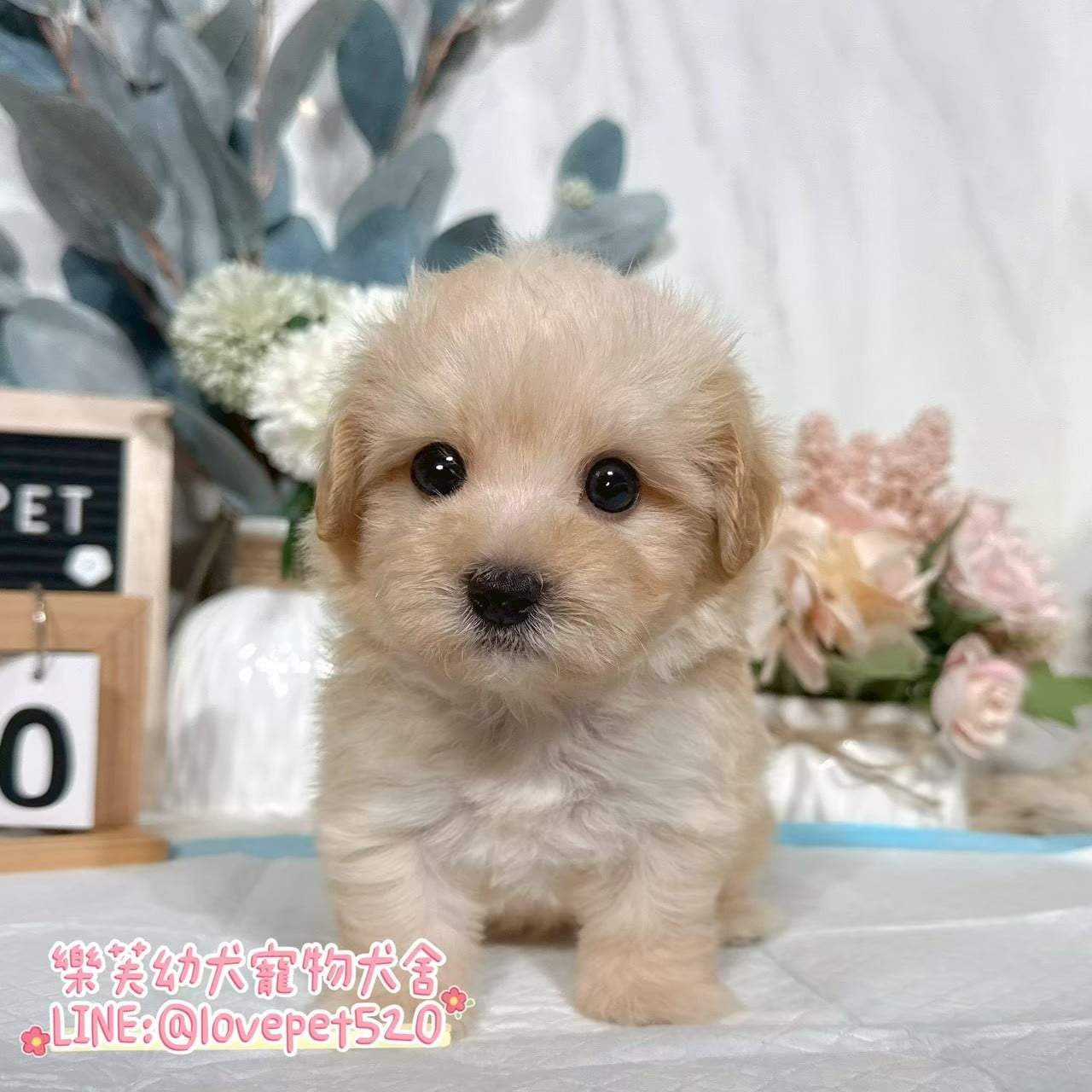 馬爾泰迪-樂芙幼犬寵物犬舍