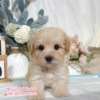 馬爾泰迪-樂芙幼犬寵物犬舍