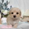 馬爾泰迪-樂芙幼犬寵物犬舍