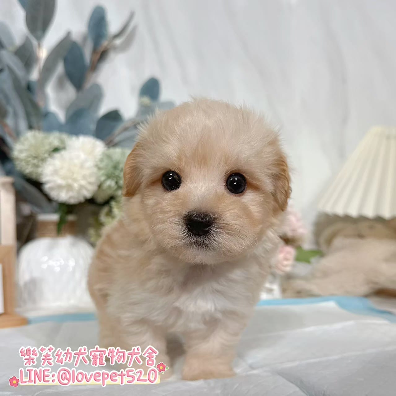 馬爾泰迪-樂芙幼犬寵物犬舍