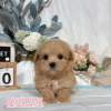 馬爾泰迪-樂芙幼犬寵物犬舍