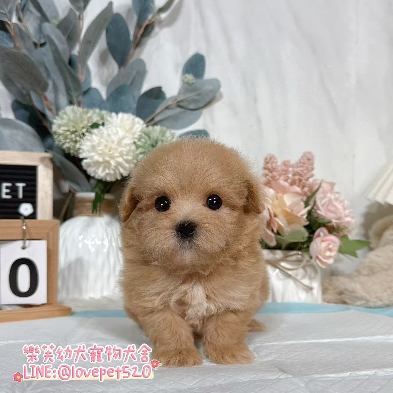 馬爾泰迪-樂芙幼犬寵物犬舍