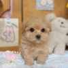 馬爾泰迪-樂芙幼犬寵物犬舍