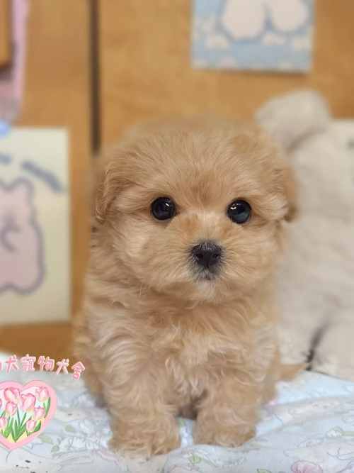 馬爾泰迪-樂芙幼犬寵物犬舍