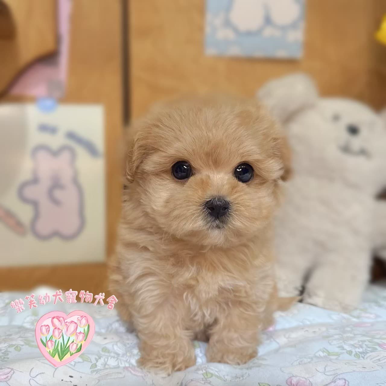 馬爾泰迪-樂芙幼犬寵物犬舍