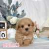 馬爾泰迪-樂芙幼犬寵物犬舍