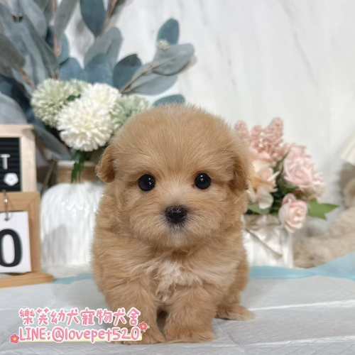 馬爾泰迪-樂芙幼犬寵物犬舍-台中犬舍,合法犬舍,犬舍推薦,幼犬買賣,買狗推薦