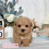 馬爾泰迪-樂芙幼犬寵物犬舍