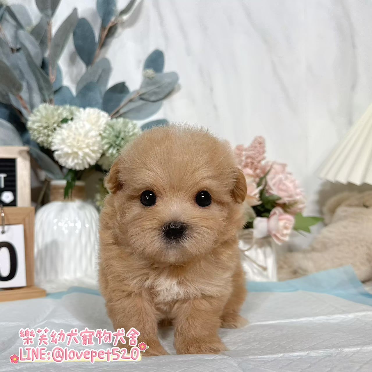 馬爾泰迪-樂芙幼犬寵物犬舍