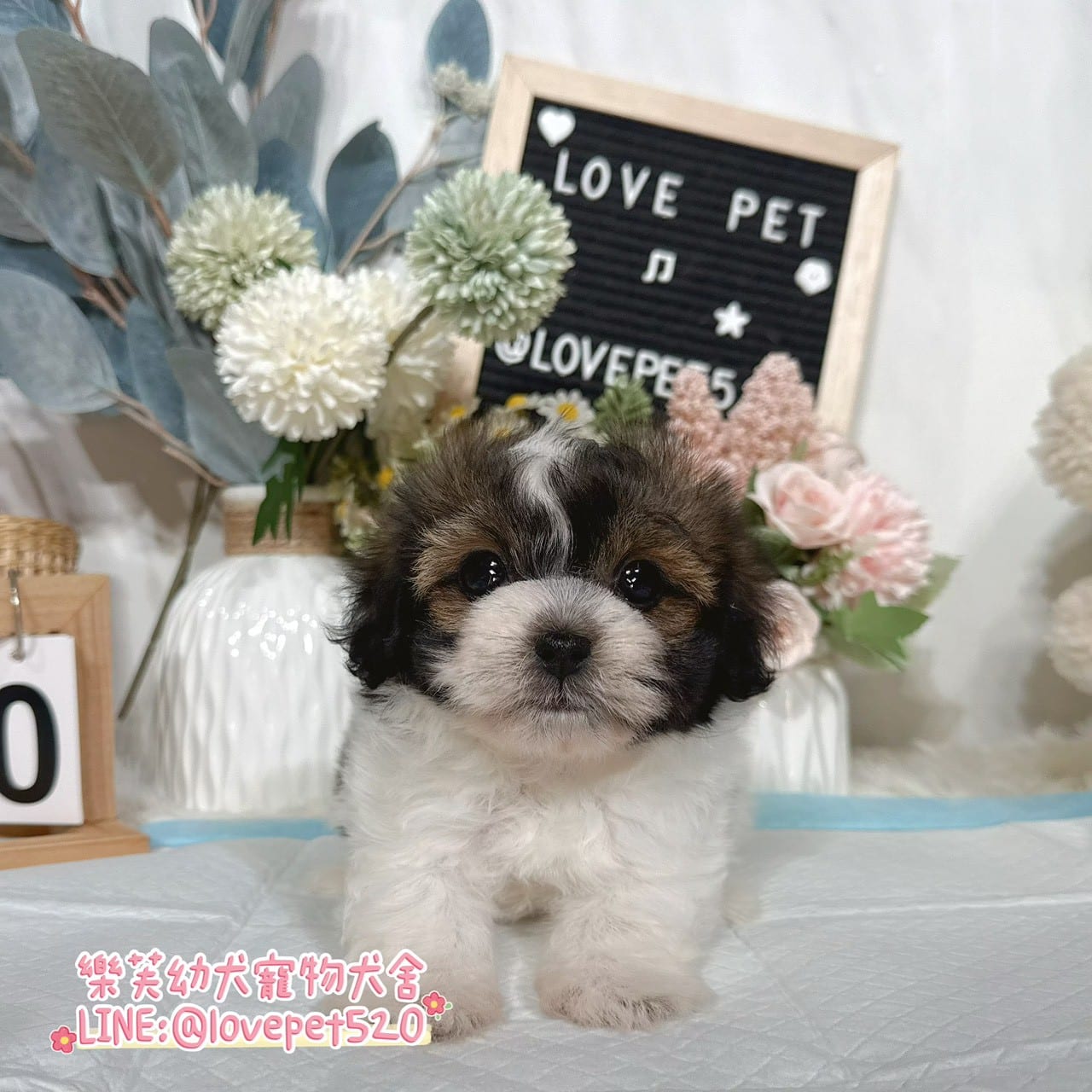 馬爾泰迪-樂芙幼犬寵物犬舍