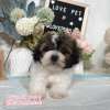 馬爾泰迪-樂芙幼犬寵物犬舍