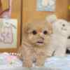 馬爾泰迪-樂芙幼犬寵物犬舍