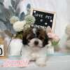馬爾泰迪-樂芙幼犬寵物犬舍