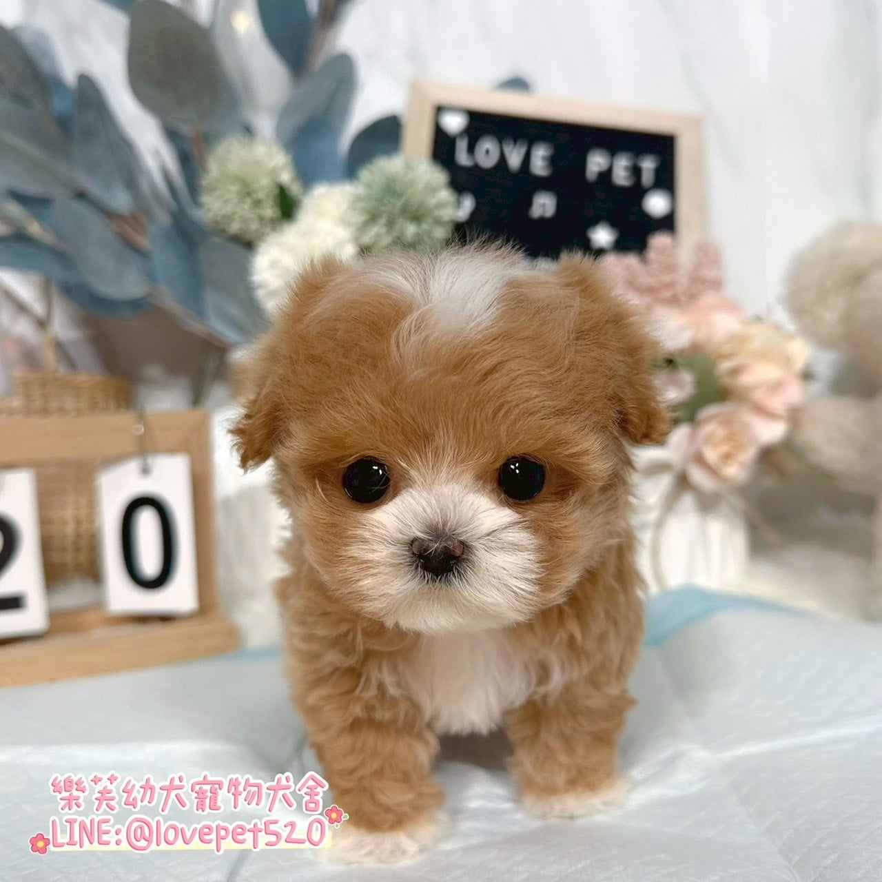 馬爾泰迪-樂芙幼犬寵物犬舍