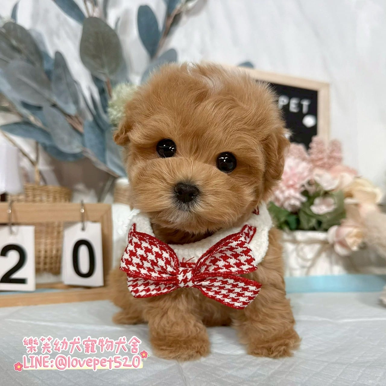 馬爾泰迪-樂芙幼犬寵物犬舍