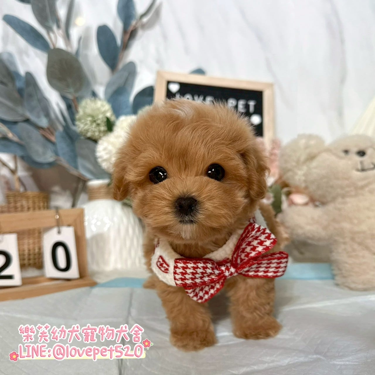 馬爾泰迪-樂芙幼犬寵物犬舍