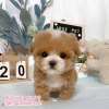 馬爾泰迪-樂芙幼犬寵物犬舍