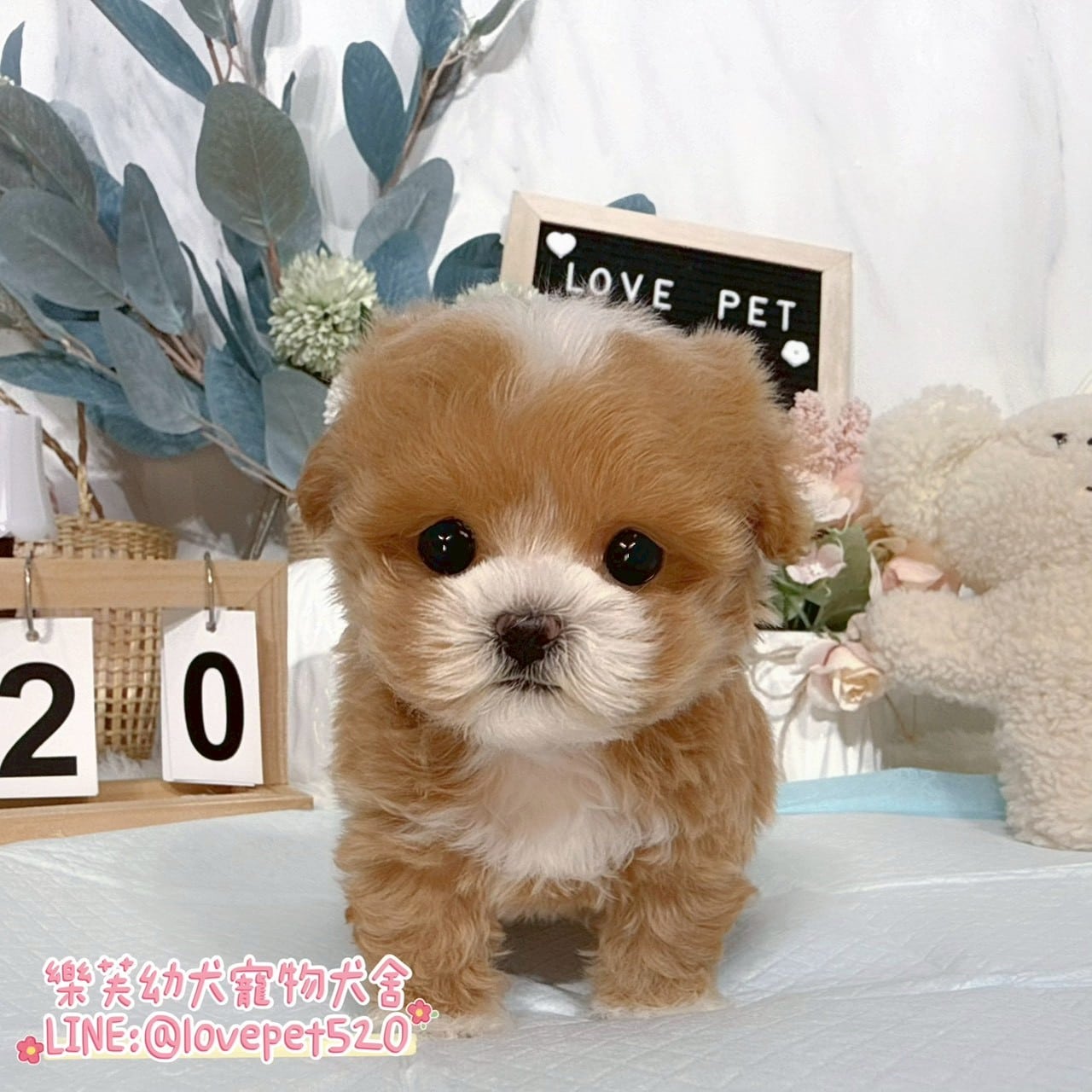 馬爾泰迪-樂芙幼犬寵物犬舍