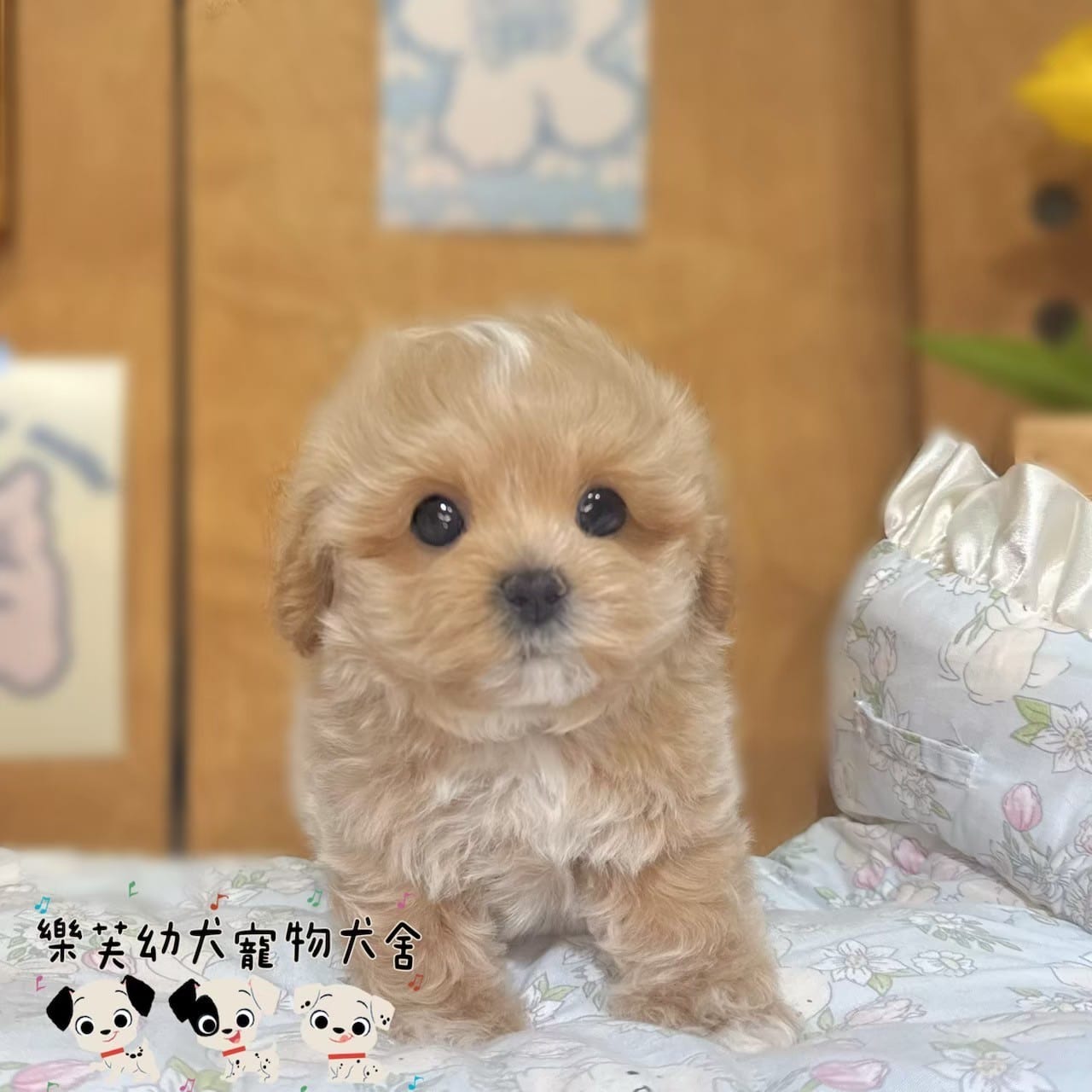 馬爾泰迪-樂芙幼犬寵物犬舍