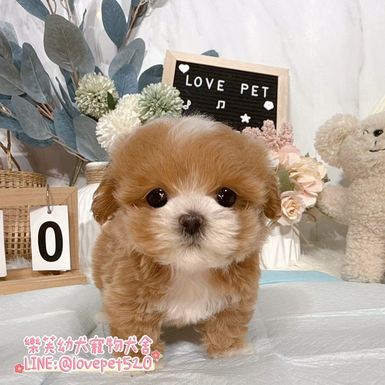 馬爾泰迪-樂芙幼犬寵物犬舍
