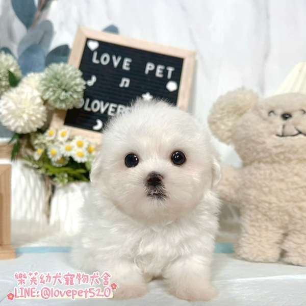 馬爾濟斯幼犬實拍照片|合法犬舍 馬爾濟斯幼犬實拍照片|合法犬舍