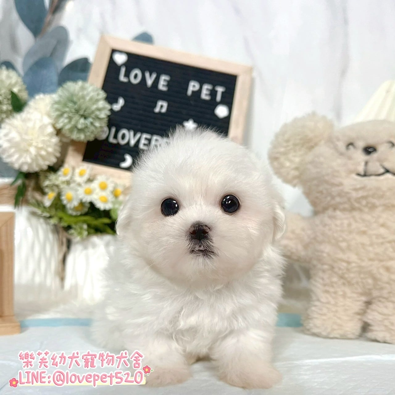 馬爾濟斯-樂芙幼犬寵物犬舍