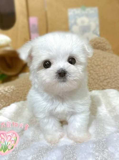 馬爾濟斯-樂芙幼犬寵物犬舍 馬爾濟斯-樂芙幼犬寵物犬舍