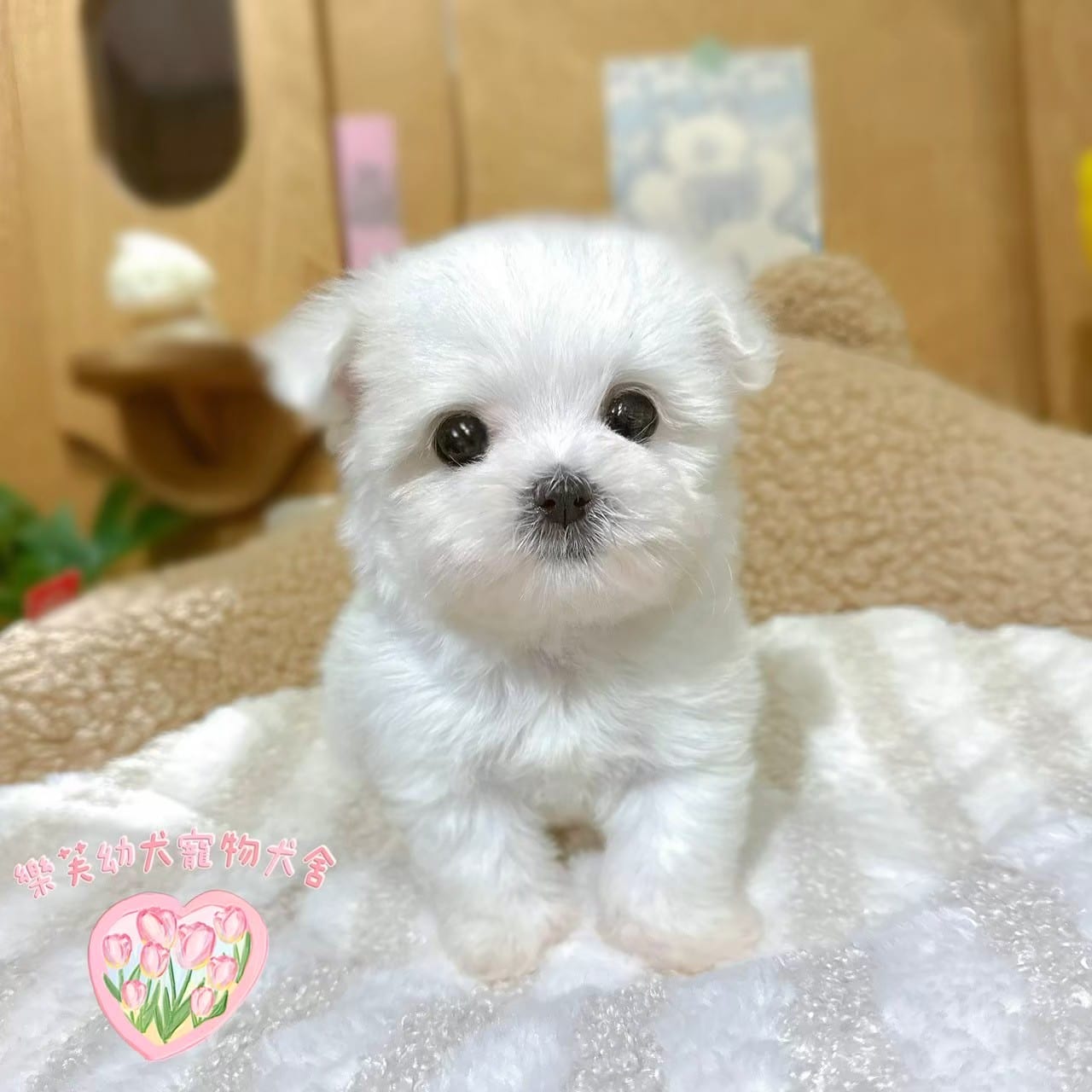 馬爾濟斯-樂芙幼犬寵物犬舍