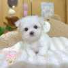 馬爾濟斯-樂芙幼犬寵物犬舍