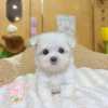 馬爾濟斯-樂芙幼犬寵物犬舍