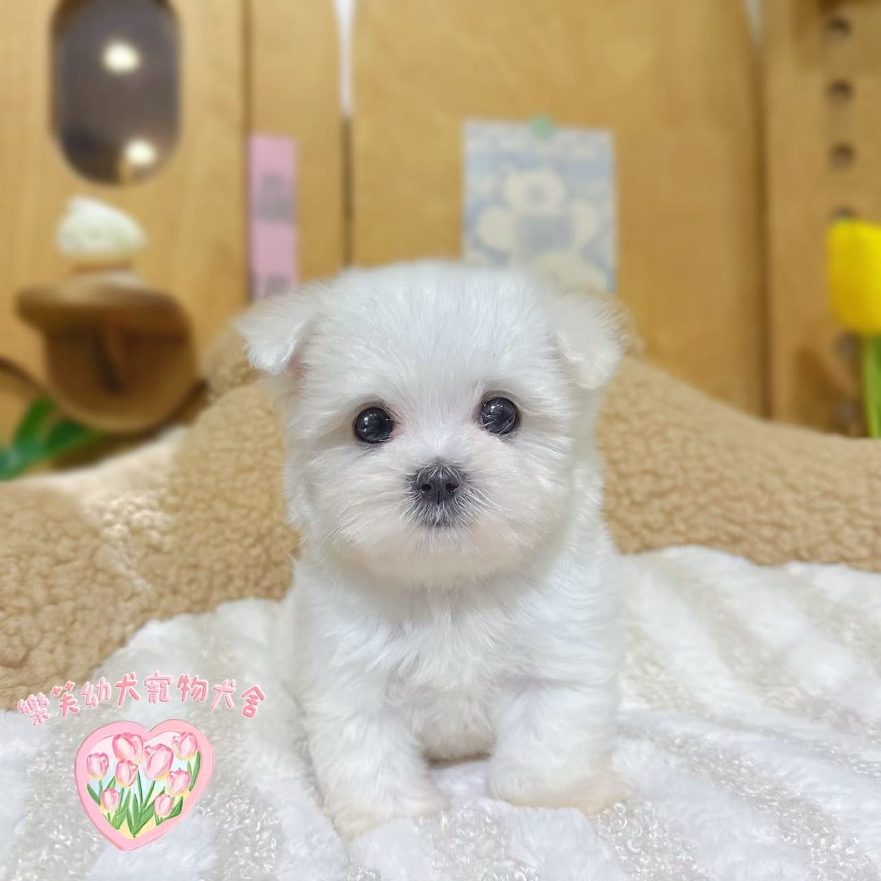馬爾濟斯-樂芙幼犬寵物犬舍