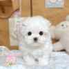 馬爾濟斯-樂芙幼犬寵物犬舍