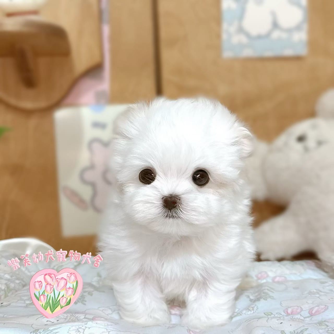 馬爾濟斯-樂芙幼犬寵物犬舍