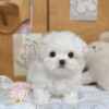馬爾濟斯-樂芙幼犬寵物犬舍