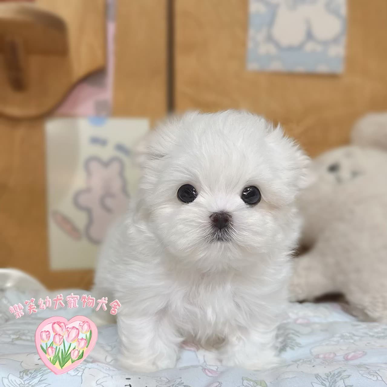 馬爾濟斯-樂芙幼犬寵物犬舍